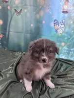 Purple Collar, a female Australian Shepherd for sale in Winchester, VA – Photo 5 of 10