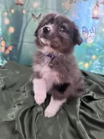 Purple Collar, a female Australian Shepherd for sale in Winchester, VA – Photo 1 of 10