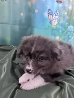 Purple Collar, a female Australian Shepherd for sale in Winchester, VA – Photo 4 of 10