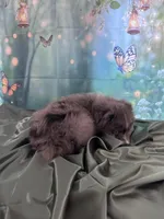 Purple Collar, a female Australian Shepherd for sale in Winchester, VA – Photo 10 of 10