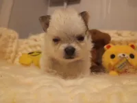 Blondie, a female Pomeranian for sale in Duluth, MN – Photo 3 of 3