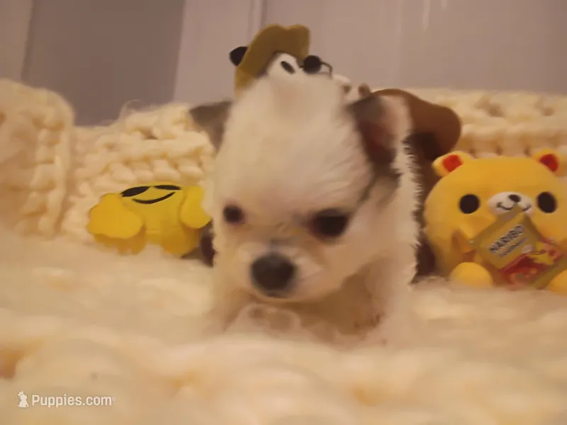 Blondie – Pomeranian puppy for sale in Duluth, MN