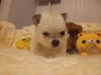 Blondie, a female Pomeranian for sale in Duluth, MN – Photo 2 of 3