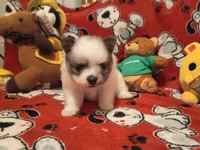 Oreanna, a female Pomeranian for sale in Duluth, MN – 9 of 10