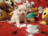 Vanilla, a female Pomeranian for sale in Duluth, MN – 4 of 6