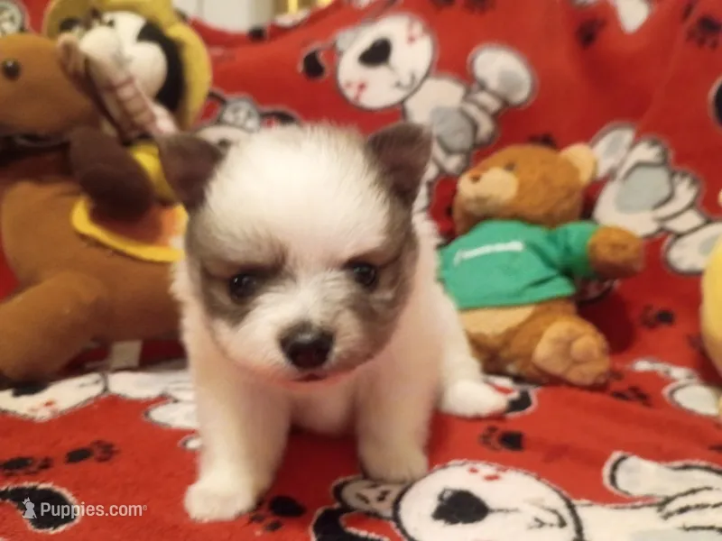 Oreanna – Pomeranian puppy for sale in Duluth, MN