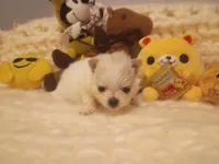 Tiny , a female Pomeranian for sale in Duluth, MN – Photo 1 of 3