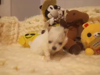 Tiny , a female Pomeranian for sale in Duluth, MN – Photo 3 of 3