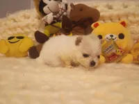 Tiny , a female Pomeranian for sale in Duluth, MN – Photo 2 of 3