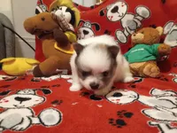 Oreanna, a female Pomeranian for sale in Duluth, MN – 10 of 10