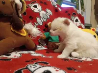 Polar Bear, a male Pomeranian for sale in Duluth, MN – 2 of 3