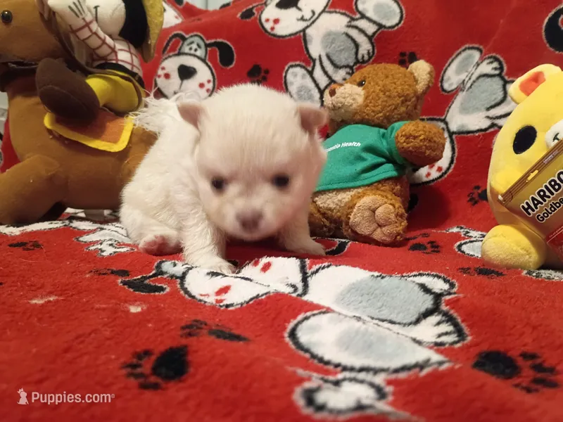 Vanilla – Pomeranian puppy for sale in Duluth, MN