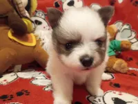 Oreanna, a female Pomeranian for sale in Duluth, MN – 2 of 10