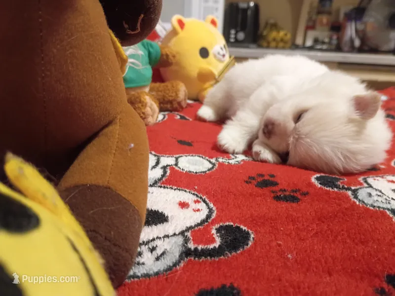 Polar Bear – Pomeranian puppy for sale in Duluth, MN