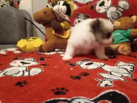 Oreanna, a female Pomeranian for sale in Duluth, MN – 7 of 10