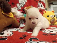 Vanilla, a female Pomeranian for sale in Duluth, MN – 3 of 6