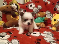Oreanna, a female Pomeranian for sale in Duluth, MN – 8 of 10