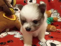 Oreanna, a female Pomeranian for sale in Duluth, MN – 4 of 10