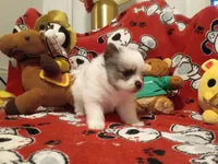Oreanna, a female Pomeranian for sale in Duluth, MN – 3 of 10