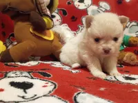 Vanilla, a female Pomeranian for sale in Duluth, MN – 5 of 6