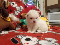 Polar Bear, a male Pomeranian for sale in Duluth, MN – 3 of 3