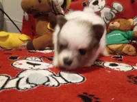 Oreanna, a female Pomeranian for sale in Duluth, MN – 5 of 10