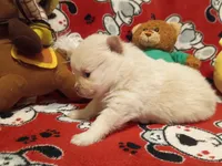 Vanilla, a female Pomeranian for sale in Duluth, MN – 2 of 6