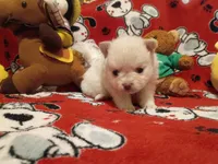 Vanilla, a female Pomeranian for sale in Duluth, MN – 6 of 6