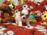 Oreanna, a female Pomeranian for sale in Duluth, MN – 6 of 10