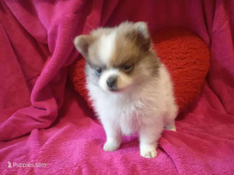 Cuddles – Pomeranian puppy for sale in Duluth, MN