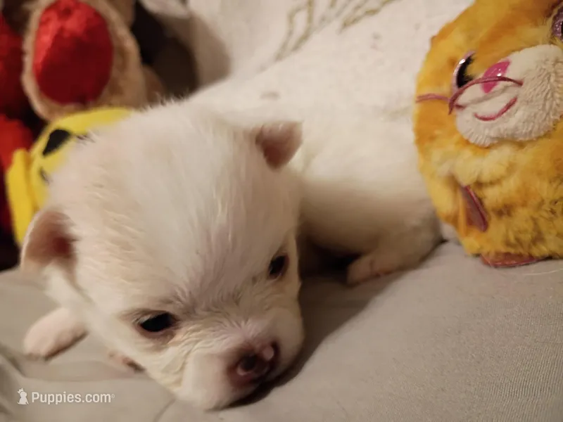 Tony Montanna – Pomeranian puppy for sale in Duluth, MN