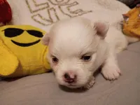 Tony Montanna, a male Pomeranian for sale in Duluth, MN – Photo 2 of 3