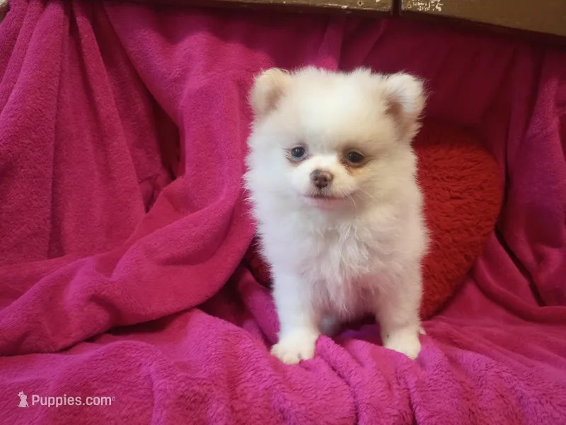 Tony Montanna – Pomeranian puppy for sale in Duluth, MN