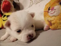 Tony Montanna, a male Pomeranian for sale in Duluth, MN – Photo 3 of 3