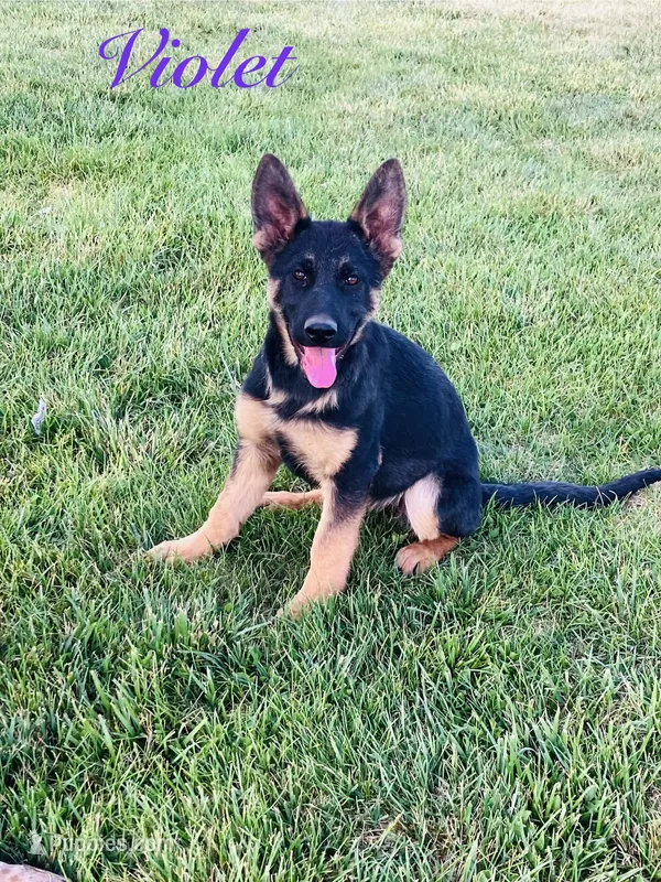Girl  – German Shepherd Dog puppy for sale in Alamosa, CO