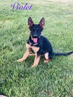Girl , a female German Shepherd Dog for sale in Alamosa, CO – 1 of 10