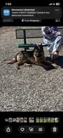 Girl , a female German Shepherd Dog for sale in Alamosa, CO – 6 of 10