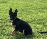 Girl , a female German Shepherd Dog for sale in Alamosa, CO – 3 of 10