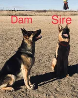 Girl , a female German Shepherd Dog for sale in Alamosa, CO – 7 of 10