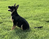 Girl , a female German Shepherd Dog for sale in Alamosa, CO – 4 of 10