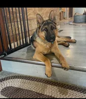Girl , a female German Shepherd Dog for sale in Alamosa, CO – 2 of 10