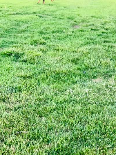 Girl , a female German Shepherd Dog for sale in Alamosa, CO – 9 of 10