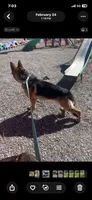 Girl , a female German Shepherd Dog for sale in Alamosa, CO – 10 of 10
