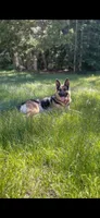 Girl , a female German Shepherd Dog for sale in Alamosa, CO – 5 of 10