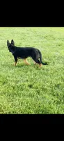 Girl , a female German Shepherd Dog for sale in Alamosa, CO – 8 of 10