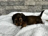 Rex, a male Miniature Dachshund for sale in Oskaloosa, KS – 6 of 7