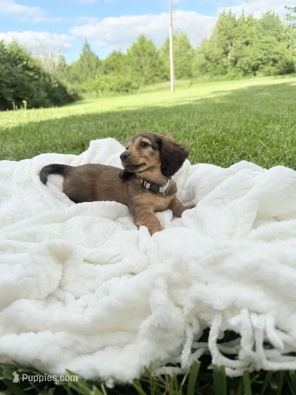 Cassie – Miniature Dachshund puppy for sale in Oskaloosa, KS