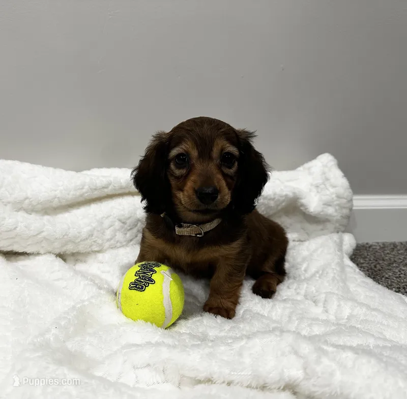 Dixie – Miniature Dachshund puppy for sale in Oskaloosa, KS