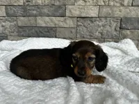 Zeke, a male Miniature Dachshund for sale in Oskaloosa, KS – 4 of 7