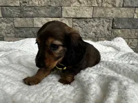 Zeke, a male Miniature Dachshund for sale in Oskaloosa, KS – 5 of 7